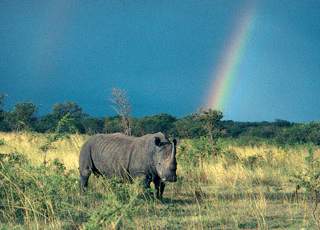Londolozi Game drive