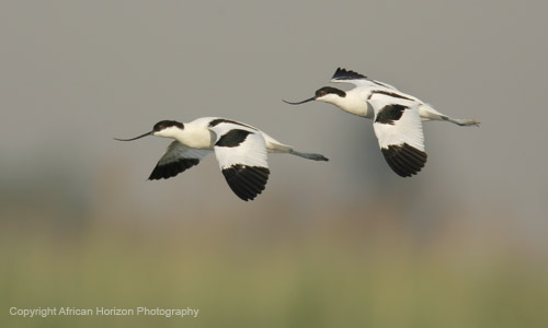Avocet Pied 003