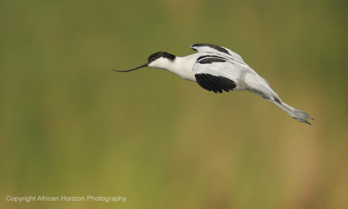 Avocet Pied 008