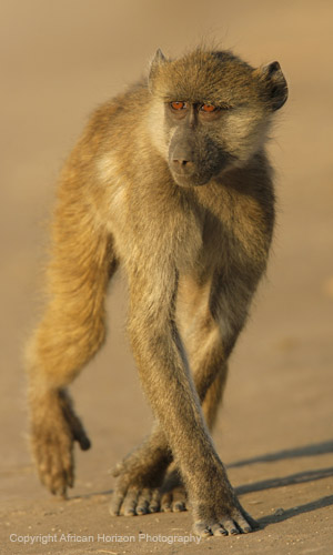Baboon 081