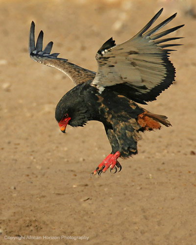 Bateleur 012
