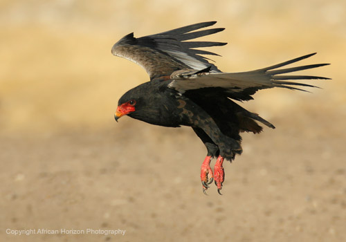 Bateleur 032