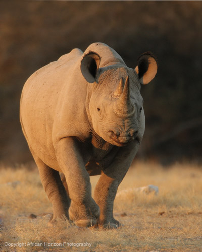 Black Rhino 002b