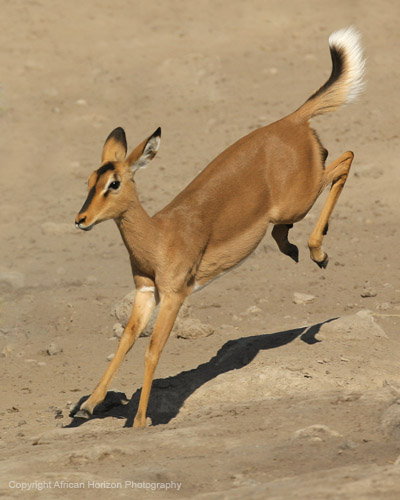 BlackFaced Impala 095