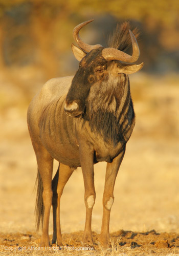 Blue Wildebeest 100