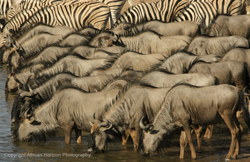 Blue Wildebeest 159