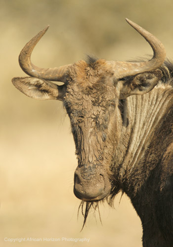 Blue Wildebeest 257