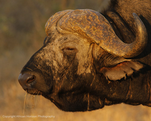 Buffalo 159