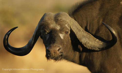 Buffalo 197