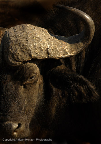 Buffalo 412