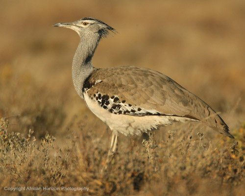Bustard Kori 002