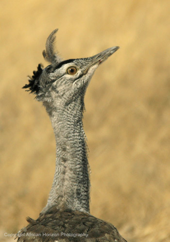 Bustard Kori 016