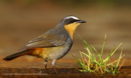 Cape Robin 004