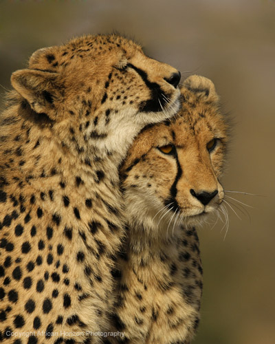 Cheetah 100