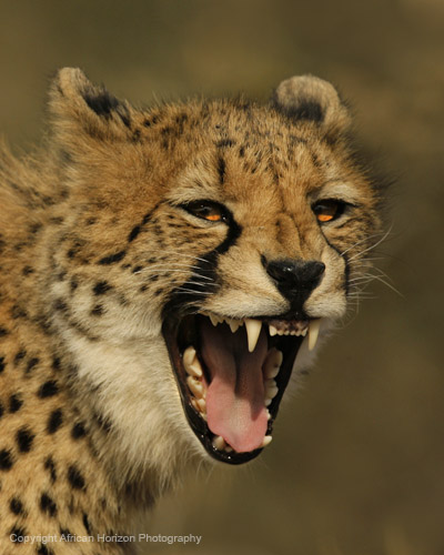 Cheetah 114