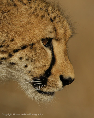 Cheetah 123