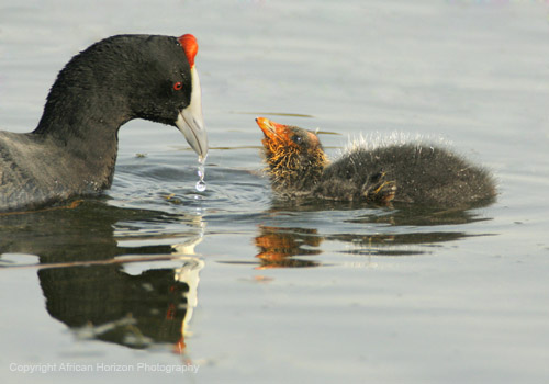 Coot 005