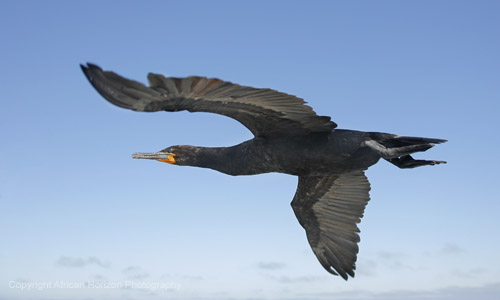 Cormorant Cape 108