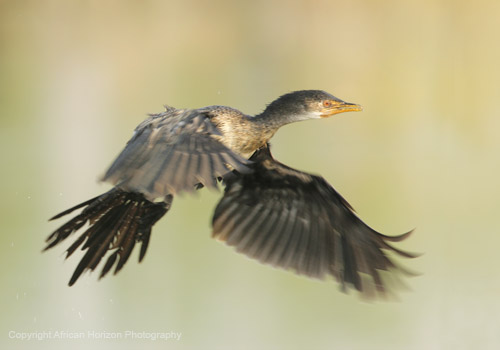 Cormorant Reed 025