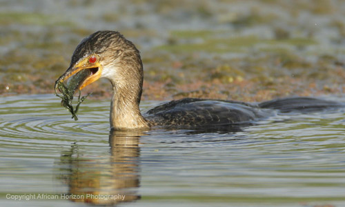 Cormorant Reed 028