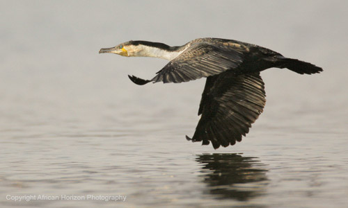 Cormorant WhiteBreasted 020