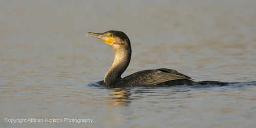 Cormorant WhiteBreasted 145