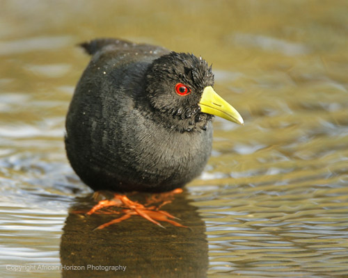 Crake Black 002