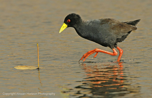 Crake Black 057