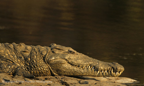 Crocodile 062