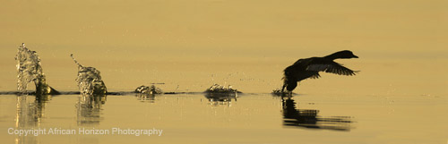 Dabchick 003