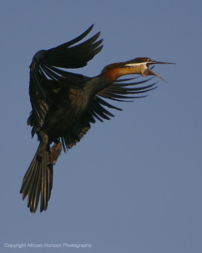 Darter 005