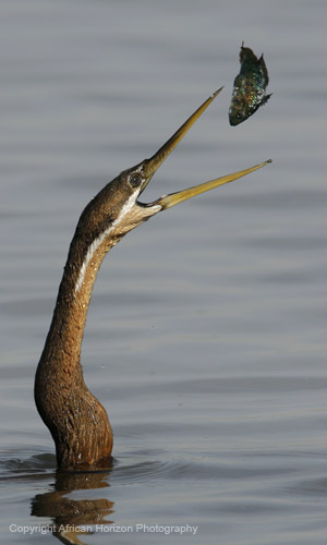 Darter 007