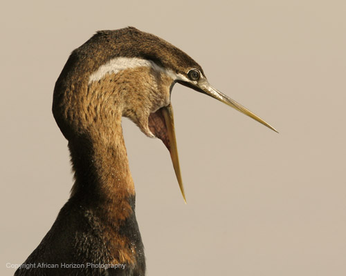 Darter 083