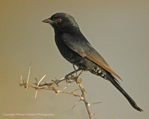 Drongo 001