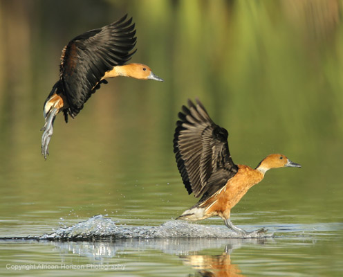 Duck Fulvous 001