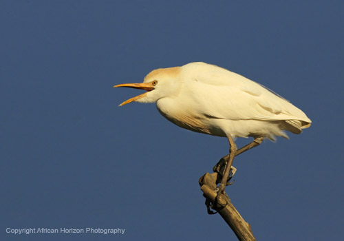 Egret Cattle 003