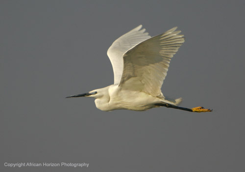 Egret Little 027