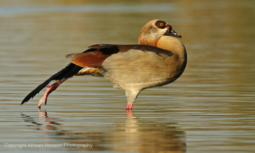Egyptian Goose 010