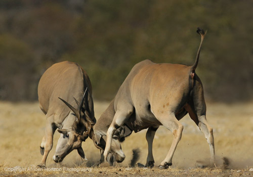 Eland 034