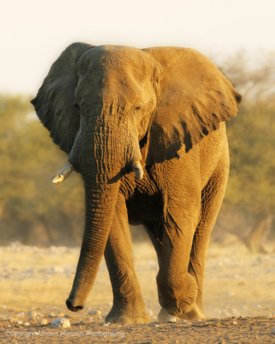 Elephant 084