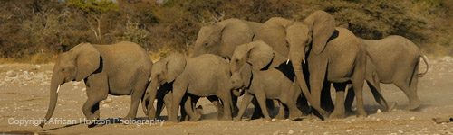 Elephant 152