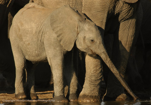 Elephant 202