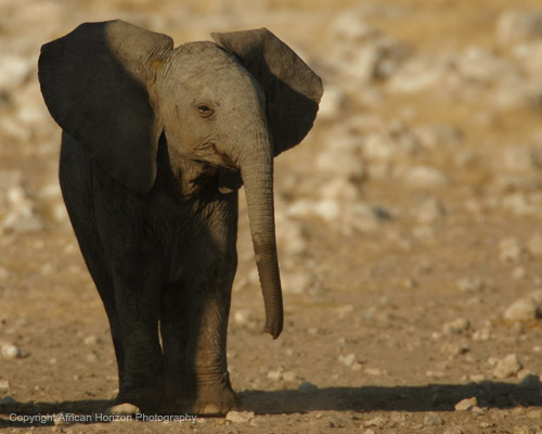 Elephant 212