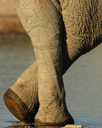 Elephant 260