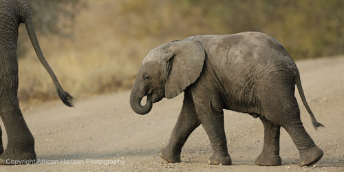 Elephant 376