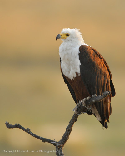 Fisheagle 001