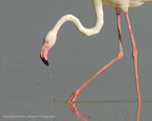 Flamingo Greater 117