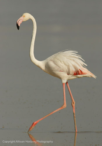 Flamingo Greater 187