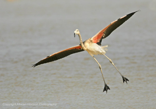 Flamingo Greater 255