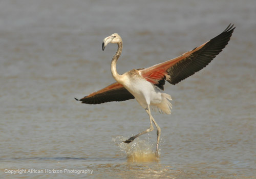 Flamingo Greater 262